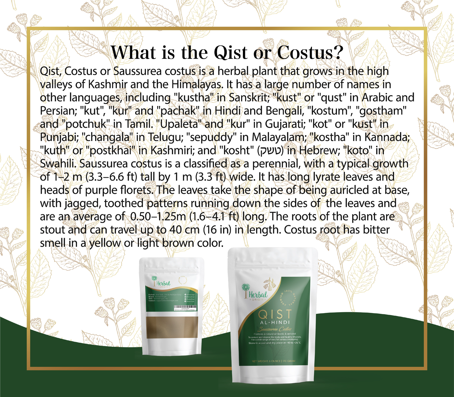 Qist Al-Hindi (Saussurea Costus) | Premium Sort Of Costus Root Powder | 100% Organic & Natural Supplement | Powder - Net WT. 6 OZ. (170Gr.)