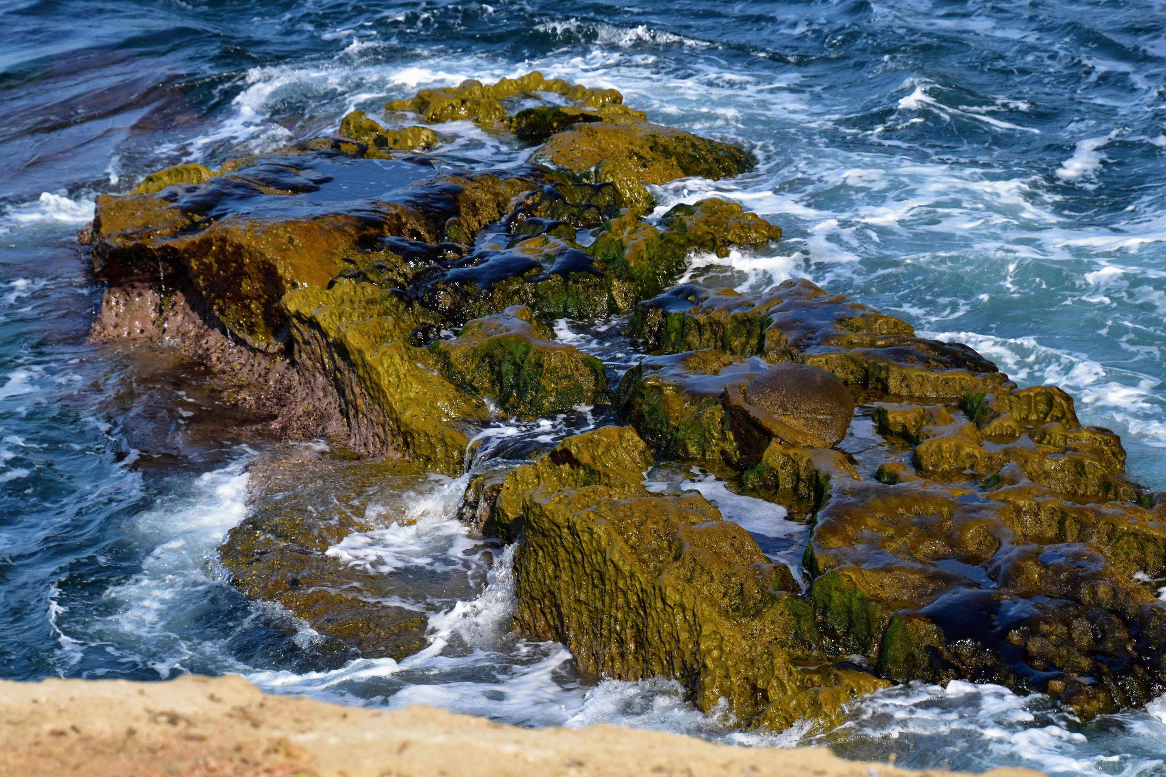 Sea Moss