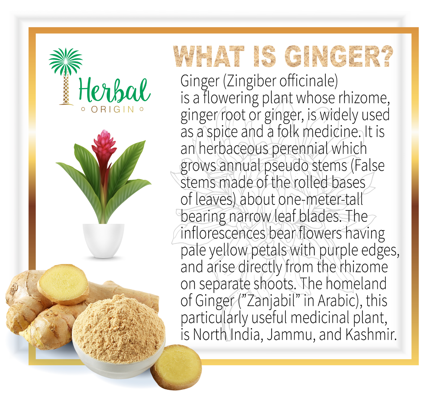 Ginger Root Powder (Zingiber Officinale) | Premium Sort | 100% Natural | Organic Ginger Powder | NET WT. 7 Oz. (200g)
